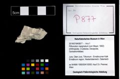 Foto (Objekt + Etikett) von Pithonoton marginatum (von Meyer, 1842)  (NHMW-GEO-2014-0194-0877)